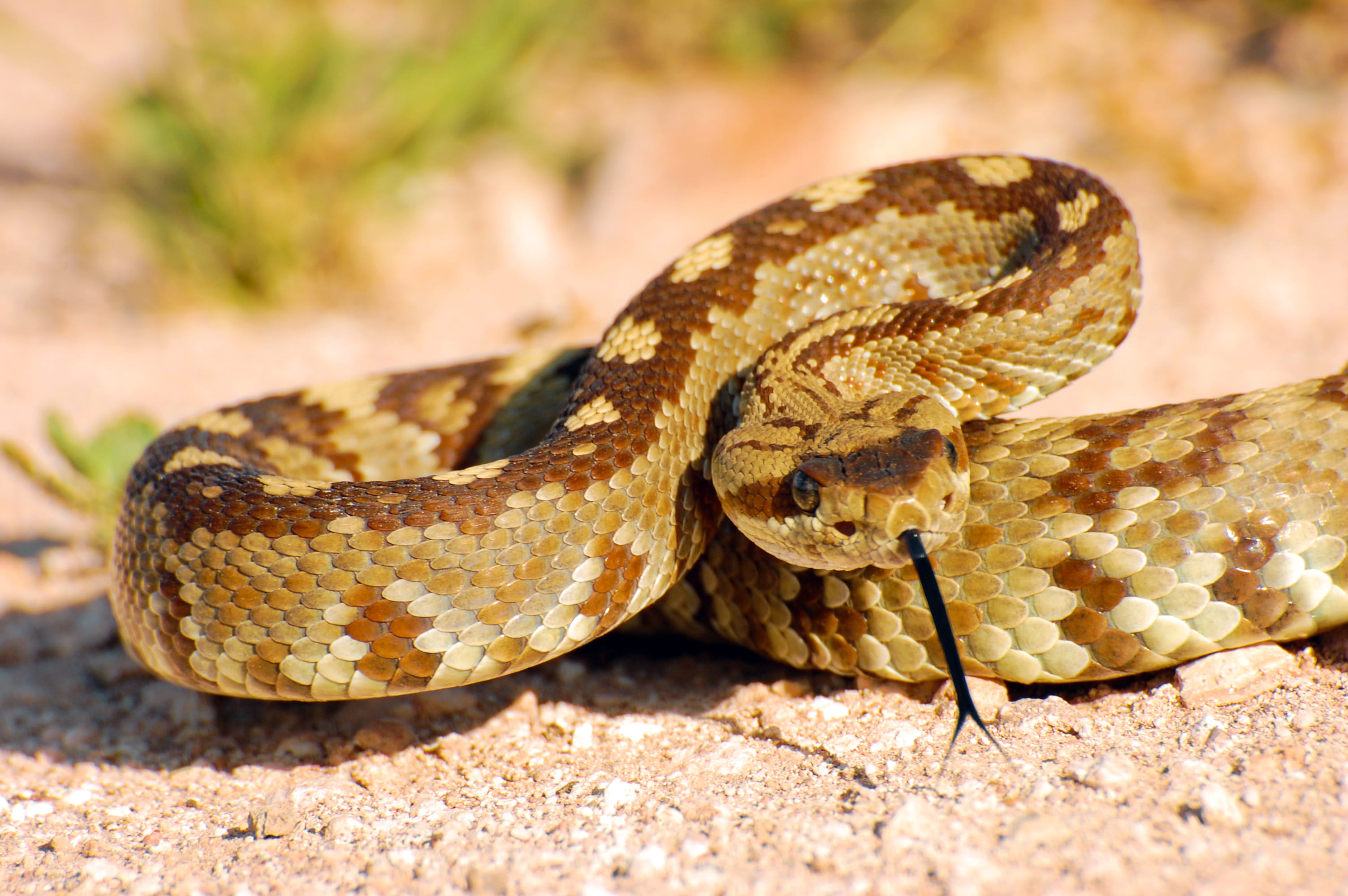 how long does it take to die from rattlesnake bite